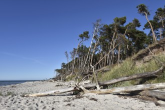 The west beach on the Darß peninsula on the Baltic Sea, Mecklenburg-Western Pomerania, Germany