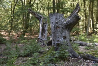 Dead wood in beech forest, Darß primeval forest, Darßer Wald, Mecklenburg-Western Pomerania,