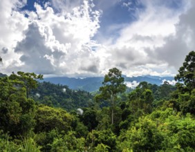 Banner background of tropical forest landscape scene, green wild jungle, cloudy sky at morning,