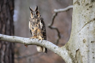 Long-eared owl (Asio otus), adult, on tree, in winter, alert, Bohemian Forest, Czech Republic,
