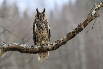Long-eared owl (Asio otus), adult, on tree, perch, in winter, alert, Bohemian Forest, Czech