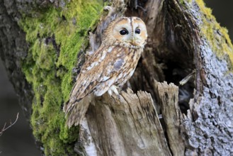 Tawny owl (Strix aluco), adult, perch, on tree, in winter, alert, Bohemian Forest, Czech Republic,