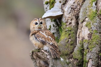 Tawny owl (Strix aluco), adult, on tree, in winter, alert, Bohemian Forest, Czech Republic, Europe,
