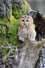 Tawny owl (Strix aluco), adult, perch, on tree, in winter, alert, Bohemian Forest, Czech Republic,