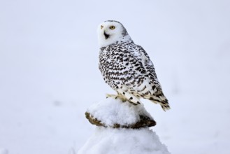 Snowy owl (Nyctea scandiaca), snowy owl, adult, alert, in snow, perch, in winter, Bohemian Forest,