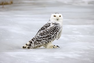 Snowy owl (Nyctea scandiaca), snowy owl, adult, alert, in snow, foraging, in winter, Bohemian