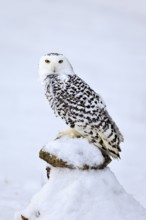 Snowy owl (Nyctea scandiaca), snowy owl, adult, alert, in snow, perch, in winter, Bohemian Forest,