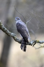 Hawk (Astur gentilis), adult, female, on tree, in winter, alert, Bohemian Forest, Czech Republic,