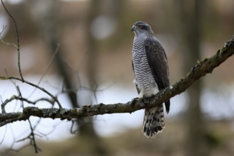 Hawk (Astur gentilis), adult, female, on tree, in winter, alert, Bohemian Forest, Czech Republic,