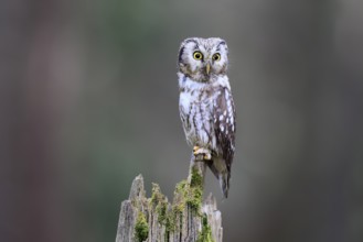 Roughfoot owl (Aegolius funereus), groufoot owl, adult, perch, alert, in winter, Bohemian Forest,