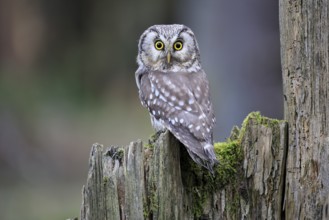 Roughfoot owl (Aegolius funereus), groufoot owl, adult, perch, tree trunk, alert, in winter,