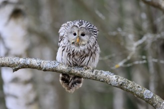 Hawk owl (Strix uralensis), adult, in winter, on branch, alert, Bohemian Forest, Czech Republic,