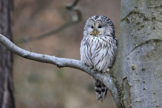 Hawk owl (Strix uralensis), adult, in winter, on tree, Bohemian Forest, Czech Republic, Europe,