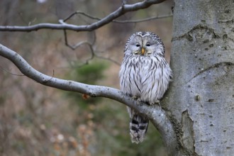 Hawk owl (Strix uralensis), adult, in winter, on tree, on tree trunk, Bohemian Forest, Czech