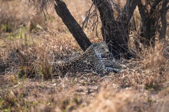 Leopard (Panthera pardus), female in dry grass, adult, Kruger National Park, South Africa