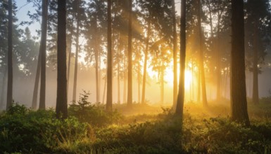 Sunlight streaming through a dense, misty forest, Fog covered forest in summer with mystic golden