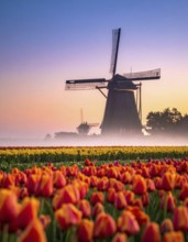 Fog covered landscape in sunrise with tulip fields and windmill in background, AI generated