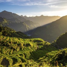 Early morning light bathes Philippines rice terraces cascading down mountain slopes, beautiful