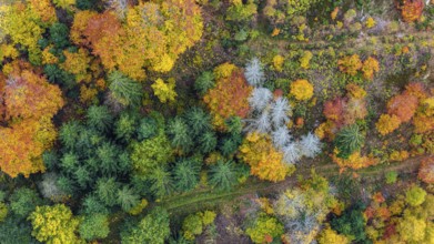 Autumn forest in the Black Forest. Drone photo of trees in colorful autumn leaves and conifers,