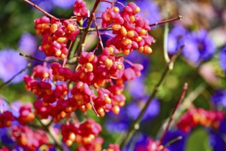 Common spindle bush (Euonymus europaeus), also European or common Pfaffenhütchen, Bavaria, Germany