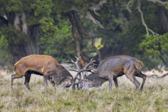 Two rutting red deer (Cervus elaphus) stags fighting by locking antlers during fierce mating battle