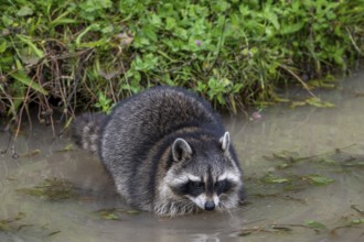 Common raccoon, North American racoon (Procyon lotor) washing food in water of pond, invasive