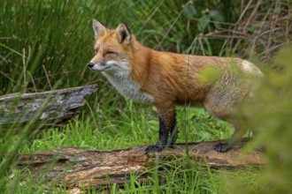 Red fox (Vulpes vulpes) hunting in grassland, meadow at edge of forest