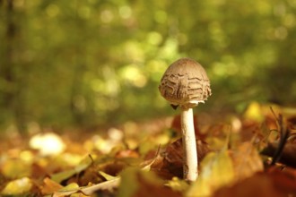 Autumn time in the forest, October, Pilz, Germany