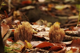 Autumn time in the forest, October, mushrooms, Germany