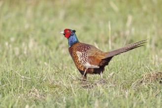Pheasant, hunting pheasant (Phasianus colchicus), adult male bird in a meadow, wildlife, lembruch,