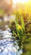 Beautiful spring detailed stream of fresh water, vibrant blooming young green plants, wallpaper