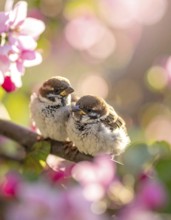 Small funny Sparrow Chicks sit in the garden surrounded by pink Apple blossoms on a Sunny may day,
