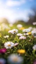 A sunny meadow with daisies in full bloom under bright sunlight, creating a vibrant and cheerful