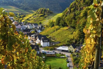Vineyards in autumn in the middle Ahr Valley, near Mayschoß, Rhineland-Palatinate