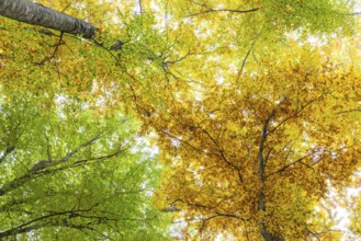 Beech forest (Fagus) in autumn colors, beech plants (Fagaceae), autumn, Leibertingen, Upper Danube