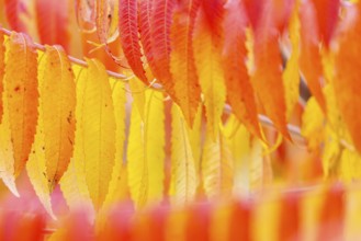 Vinegar tree (Rhus typhina) in autumn colors, autumn, Krauchenwies, Upper Danube nature park Park,
