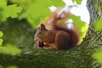 Squirrel (Sciurus vulgaris), wildlife, Germany