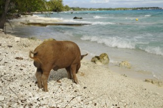 Pig, wild boar on Rangiroa beach in the South Pacific, Tahiti, French Polynesia
