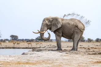 African elephant (Loxodonta africana), adult male, splashes water at the waterhole, Nxai Pan