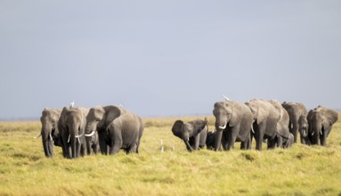 African elephant (Loxodonta africana) large herd with young animals and herons (Bubulcus ibis), in
