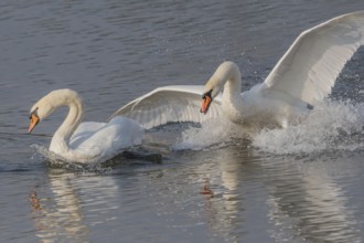 Swan chases rivals across a calm body of water. One of the swans squirts and brings life to the
