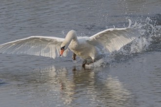 Majestic Swan Runs on Water on a Calm Water Surface The sun's rays illuminate the scene and create