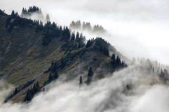 Ridge with conifers sticking out of fog, Allgäu Alps, near Oberstdorf, Oberallgäu, Allgäu, Bavaria,