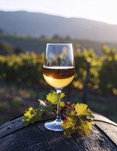 A glass of 10-year-old tawny wine placed on a barrel in a vineyard restaurant, vineyard landscape