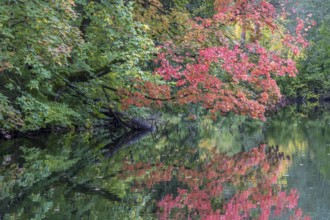 Autumn atmosphere, autumn-colored trees at Lake Mittersee, Füssen, Allgäu, Bavaria, Germany