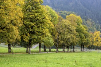Autumn atmosphere, tree hall with autumn-colored trees, near Oberstdorf, Oberallgäu, Allgäu,