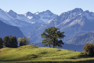 Group of trees with cattle, snow-covered mountains of the Allgäu Alps, near Schöllang, Oberallgäu,
