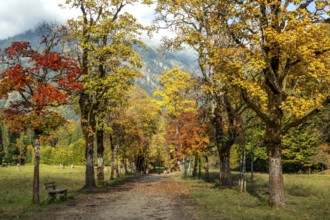 Autumn atmosphere, avenue with autumn-colored sycamore trees, Stillach Valley, near Heini-Klopfer
