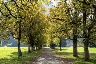 Autumn atmosphere, avenue with autumn-colored sycamore trees, near Renksteg, Oberstdorf,