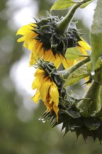Sunflower with raindrops, rainy weather, Germany